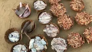 Fish auction at Malvan beach spot visit