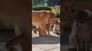 Dog Breaks Up Cat Fight (2) #Shorts #FunnyPets