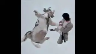 Cow smuggling across Indian border goes wrong. PAKISTANI PM suffers 🇮🇳🇵🇰