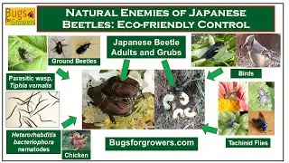 Natural Enemies of Japanese Beetles: Eco  Friendly Control