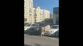 козлики