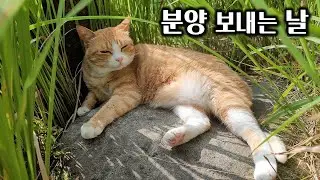 6년 만에 가족이 줄었다. 꼬돌이 분양 이후 달라진 모습!