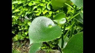 Peperomia Polybotrya//Corazón de Maria// Información sobre sus cuidados