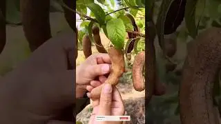 Grow Lychee Tree from Seed 🌳 | Get Fruits Faster with This Trick! #shorts #litchi
