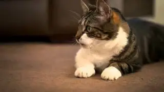 Hayley and Tom's Story | Meet Purina