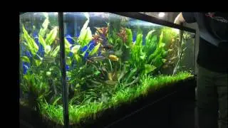 Trimming Dwarf Sag LIVE