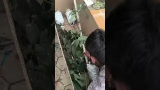 Dispatching Avocado plants to Delhi & Aligarh | Indo Israel Avocado Vlog 199 | Call +91-6268643227