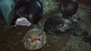 A group of giant turkey birds eating food