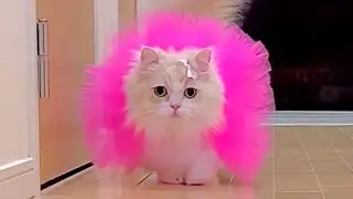 The Cats Walk: A Fashion Journey of Furry Elegance part 1 #cat  #cats 