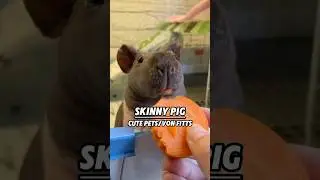 Cute Skinny Pig 🐹💕💕 #animals #animallife #funnypets #cute #pets #shorts