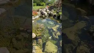 An Incredible Goldfish Pond in Miami Florida! #pond #livingtheaquascapelifestyle #goldfish