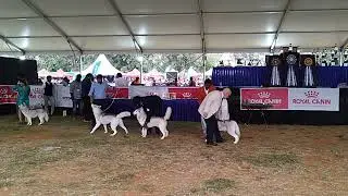 Dog Show 2024 in Bangalore