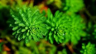  Identify Parrot feathers plant a symphony of soft green plums,elegance in every leaf dance in water
