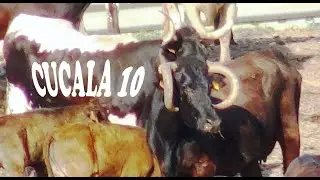 ✅ GANADERIA  CUCALA
