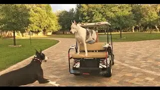 Funny Max the Great Dane Loves Going For a Golf Cart Ride