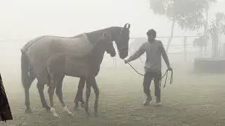 A day with marwari horses