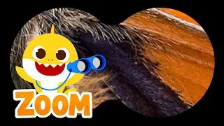 Bug Puzzle with Baby Shark |❓Guess the Bug | Zoom Zoom Zoom | Learn Animals