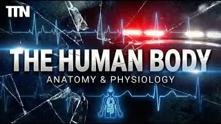 EMT - The Human Body Breakdown