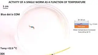 Blackworms (Lumbriculus variegatus) - Phototaxis and thermotaxis responses
