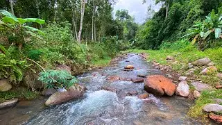 Sleep Instantly with Calming Water Stream Sounds from Refreshing River Scene Through Lush Forest