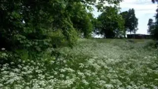 DonVOo blommor o vind