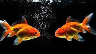 🐠 Beautiful Goldfish Swimming Together | #Goldfish #AquariumFish #BeautifulFish #RelaxingVideo