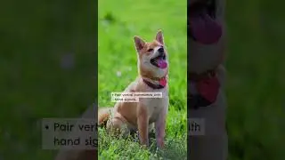 Top Tips for Successful Obedience Training for Your Dog | Mellow Perro