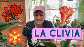 Plante de maison : la clivia! - capsule horticole