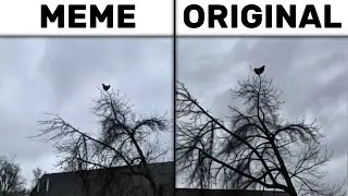 Screaming Chicken On Tree Meme vs Original Video