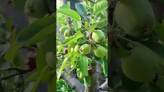 Apple garden 🍏 #shorts #2025 #apple #garden