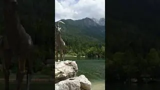 #zlatorog