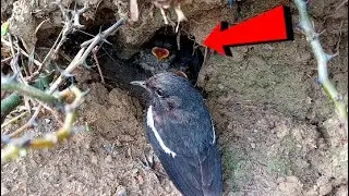 Beautiful familiar chat babies || Birds with me