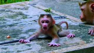 I Love Monkey BB handsome Lynx baby is strong and smart Lucie and Luna watch hers happy time....