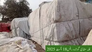 Grain market today rates | Arshad gujjar