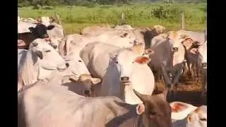 Apuí Produtora - Fazenda Panama