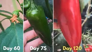 Growing Beautiful Sweet Peppers at Home (6 Plants, 20+ Peppers)