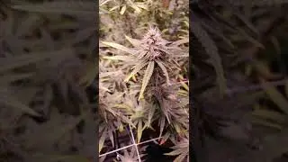 Week 5 flower room update