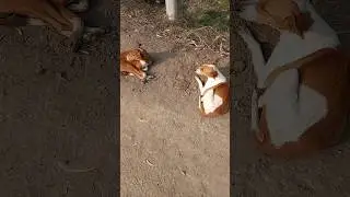 cute pets | Pet Tales @pettales.official #pettales #shortvideo #puppy #shorts #short
