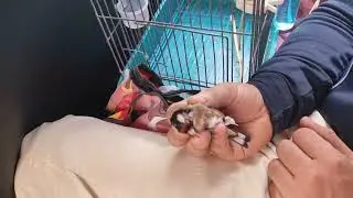 طريقتي في علاج الأصابع حديثة الفعص او الكسر للطائر..دعواتكم لي و لعائلتي.