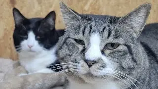 【僕達って&hellip;🐱】Smile to Heart 【譲渡型保護猫カフェ】ねこまる がライブ配信中！