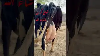 Dairy lover&rsquo;s 💕 #dairyfarm #farming #cow #ytshorts #dairyherd #shorts #dairyproducts#foryou