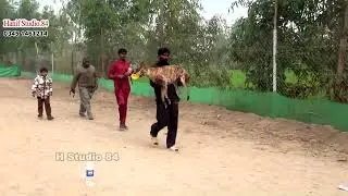 Track race Round 4 &5 Yar Badsha Dhuryana coursing club Dhori 29 Dec 2025
