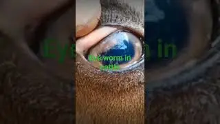 #animaltreatment #Eyeworm, #Thelaziosis