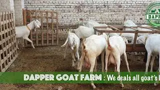 Rajanpuri Goat Dapper Goat Farm Gujranwala