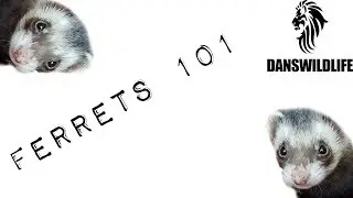 Ferrets 101 -  Dans Wild Life Launch!