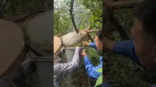 These people are extracting honey from a beehive in a dense forest