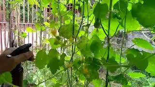 Mag Spray Tayo ng Oregano Extract