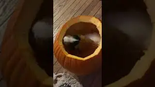 Guinea Pig eats Pumpkin