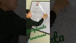 Periplaneta americana