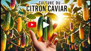 🍋 Выращивание лимона кавиар: от семян до сбора урожая 🌟|Полное руководство|